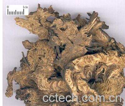 果蔬百科升麻-0