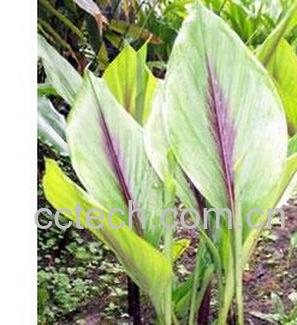 果蔬百科莪术-0