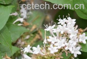 果蔬百科欧洲卫矛-0