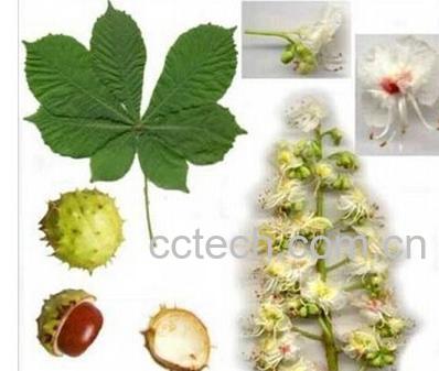 果蔬百科娑罗子-0