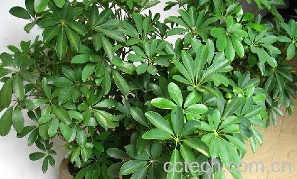 果蔬百科鹅掌柴-0