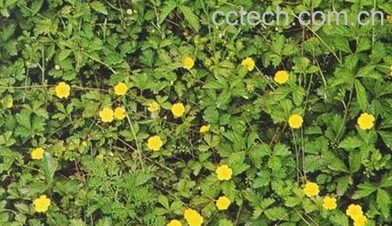 果蔬百科翻白草-0