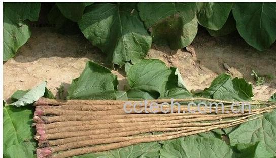 果蔬百科牛蒡根-0