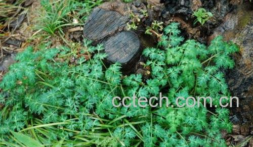 果蔬百科山花根-0