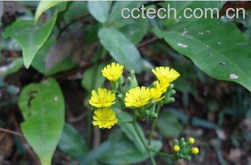 果蔬百科咸丰草的功效与作用-0