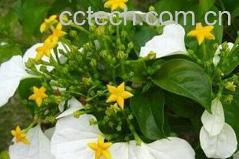 果蔬百科玉叶金花-0