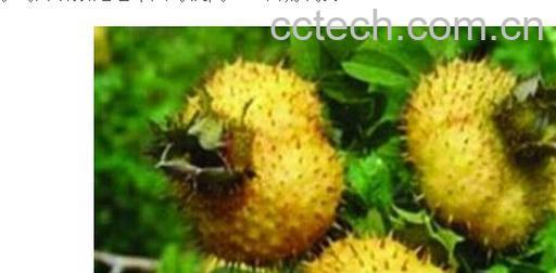 果蔬百科刺梨-0