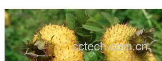 果蔬百科刺梨-0