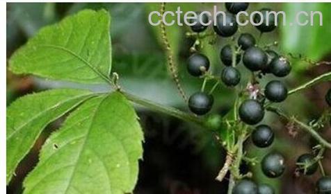 果蔬百科绞股蓝-0