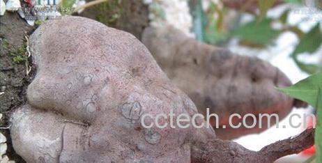 果蔬百科生何首乌-0