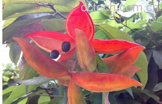 果蔬百科苹婆-0