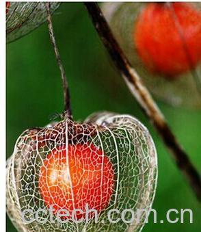 果蔬百科酸浆-0