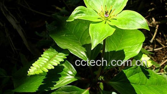 果蔬百科短梗重楼-0