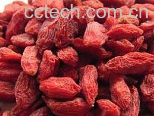 果蔬百科楮实子-0