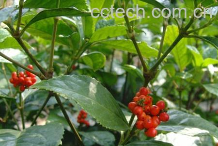 果蔬百科肿节风-0