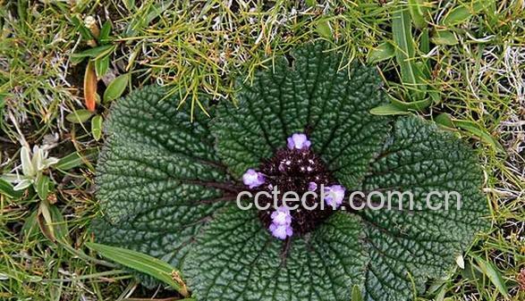 果蔬百科独一味-0