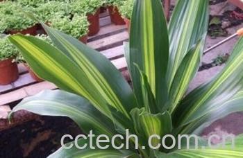 果蔬百科金心香龙血树-0