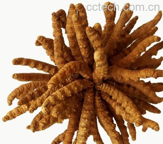 果蔬百科虫草-0