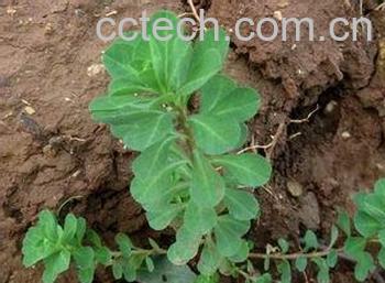 果蔬百科泽漆-0