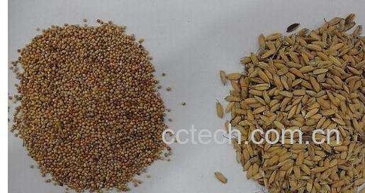 果蔬百科稻芽-0