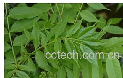 果蔬百科椿皮-0