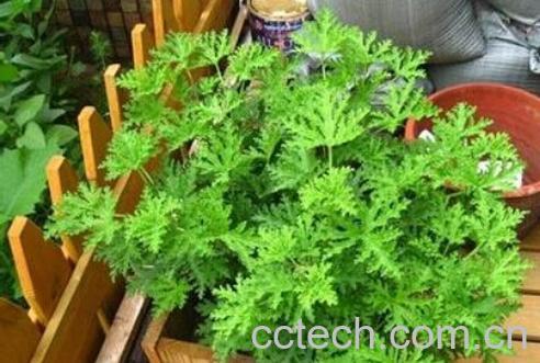 果蔬百科驱蚊草-0