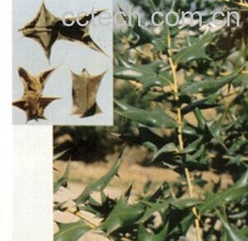 果蔬百科枸骨叶-0