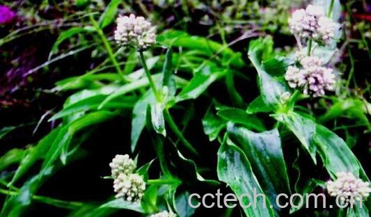 果蔬百科甘松-0