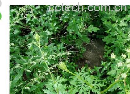 果蔬百科藁本-0