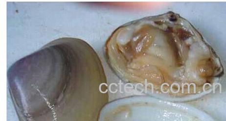 果蔬百科蛤壳-0