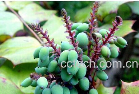 果蔬百科功劳木-0