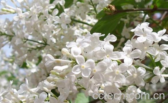 果蔬百科丁香-0