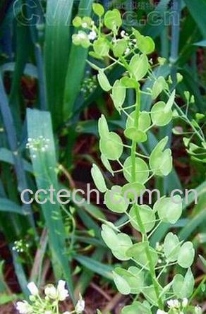 果蔬百科 菥冥的功效与作用-0