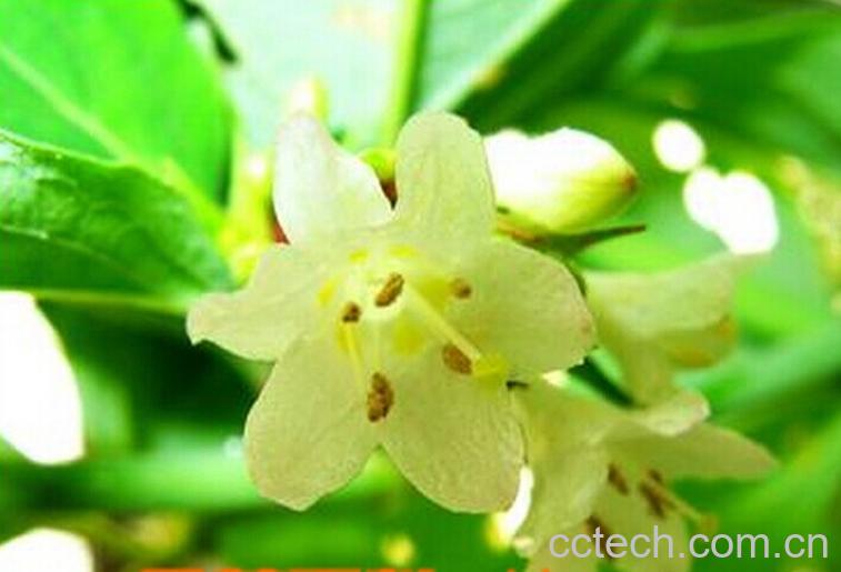 果蔬百科狭萼风吹箫的功效与作用-0