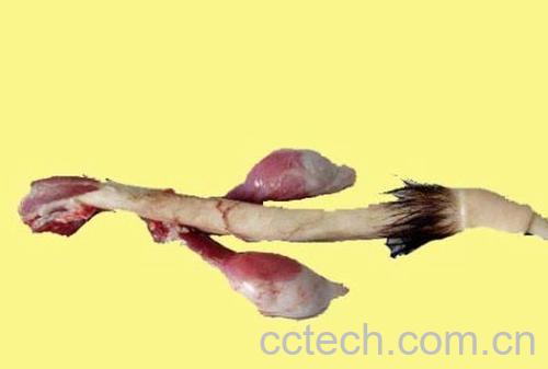 果蔬百科鹿鞭-0