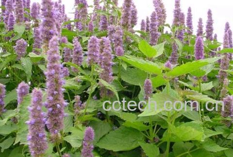 果蔬百科藿香-0