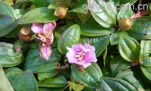 果蔬百科地念-0