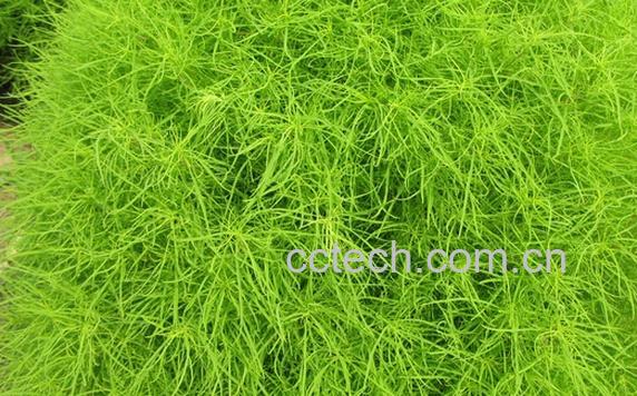 果蔬百科地肤子-0