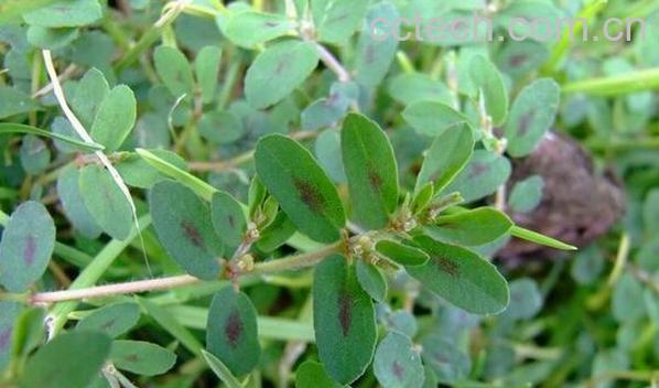 果蔬百科地锦草-0