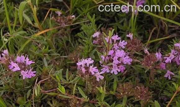 果蔬百科地椒-0