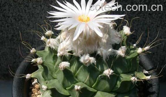 果蔬百科帝冠-0