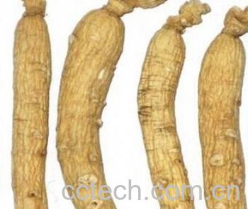 果蔬百科生晒参-0