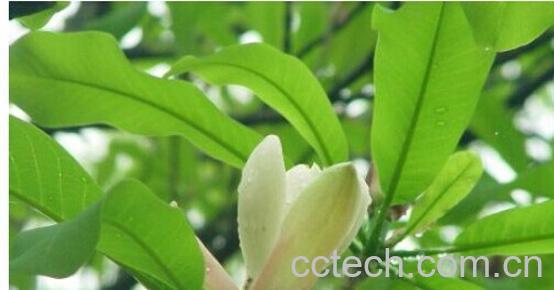 果蔬百科厚朴-0