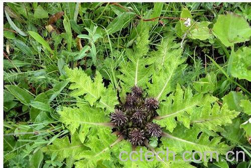 果蔬百科川木香-0