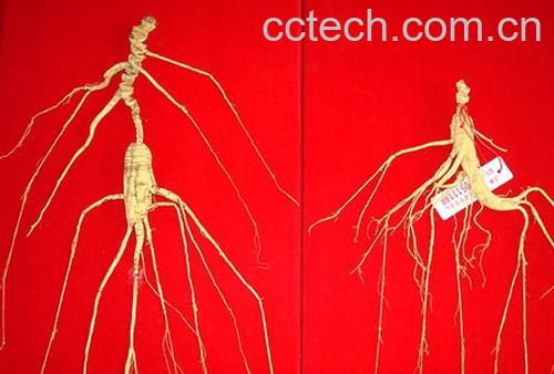 果蔬百科野山参怎么吃-0