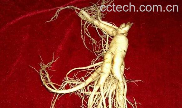 果蔬百科鲜人参怎么吃效果最好-0