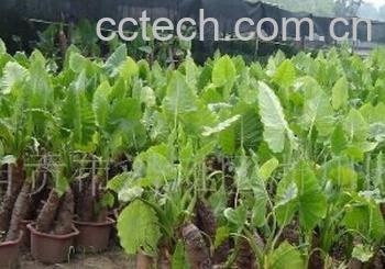 果蔬百科海芋-0