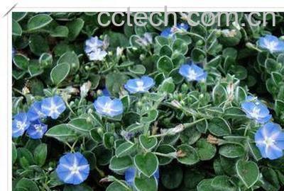 果蔬百科土丁桂的功效与作用-0