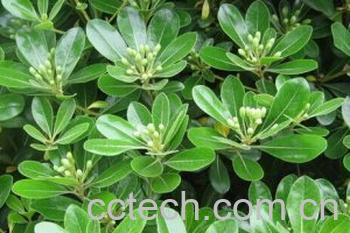 果蔬百科海桐-0