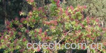 果蔬百科海州常山-0